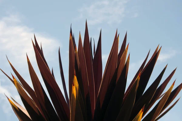Вершине Пальмы Юкки Голубым Небом Белыми Облаками — стоковое фото