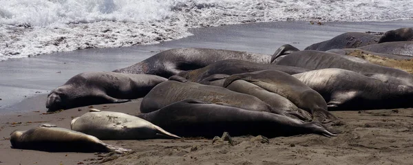 Elephants Seals Resting Pacific Ocean Beach San Simeon California — Stockfoto