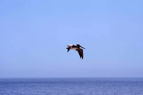 California Brown Pelican Flying Pacific Ocean Coastal Waters — Fotografia de Stock