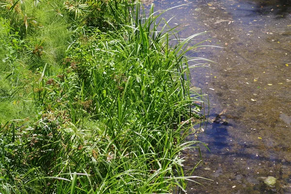 Grass Plants Side Clear Water Creek — Stockfoto