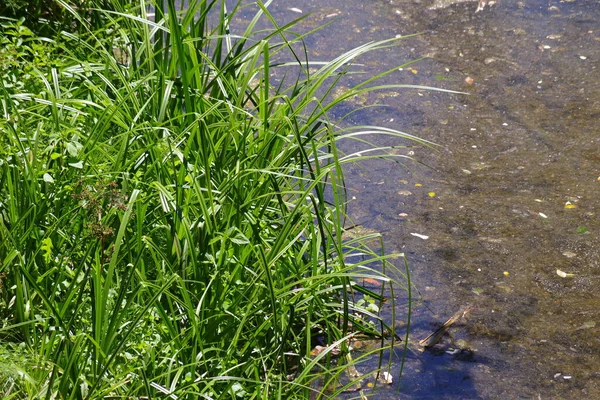 Grass Plants Side Clear Water Creek — Stockfoto