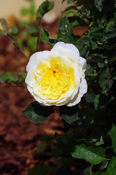 Close View Yellow White Rose Blossom — Foto Stock