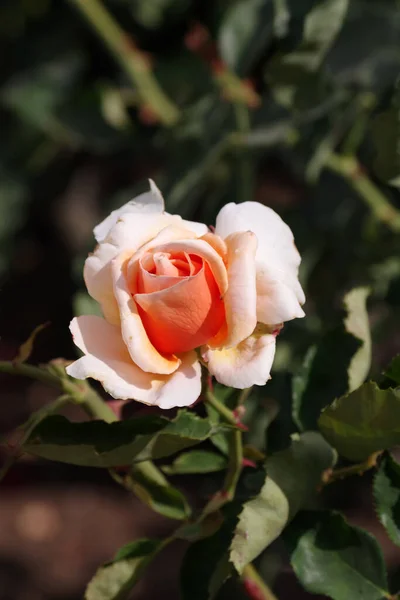 Close View Pink White Rose Blossom — Zdjęcie stockowe