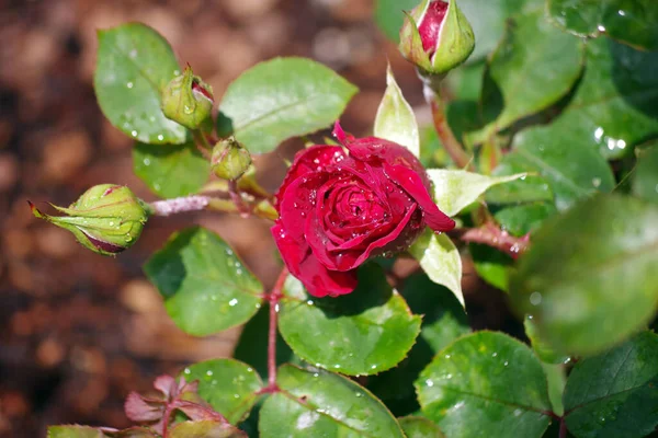 Close View Red Rose Blossom — Zdjęcie stockowe