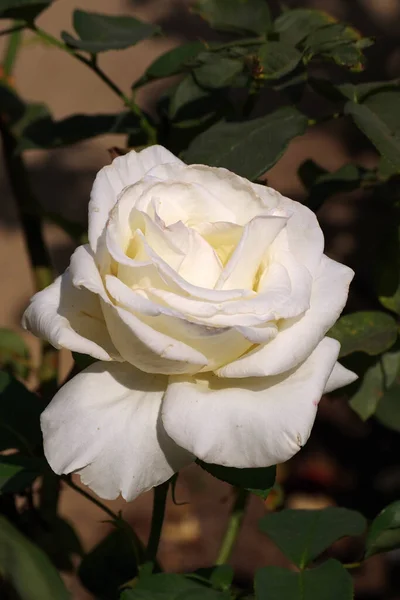 Close View White Rose Blossom — Zdjęcie stockowe