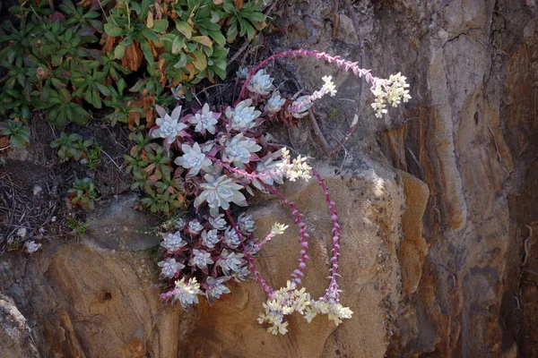 Succulent Plants Growing Sandstone Pacific Ocean Cliffs California — Stockfoto