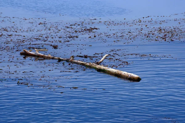 Dead Tree Trunk Floating Ocean Bay Water Close Rocky Coast — Stockfoto