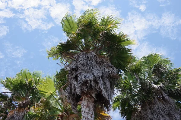 Close View California Fan Palms Blue Sky Clouds — Foto de Stock