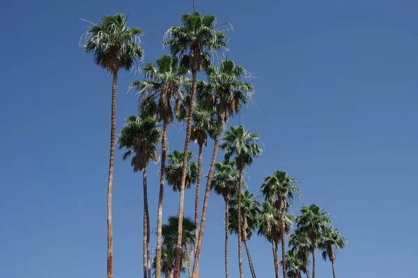 Close View California Fan Palms Blue Sky — Stock Photo, Image