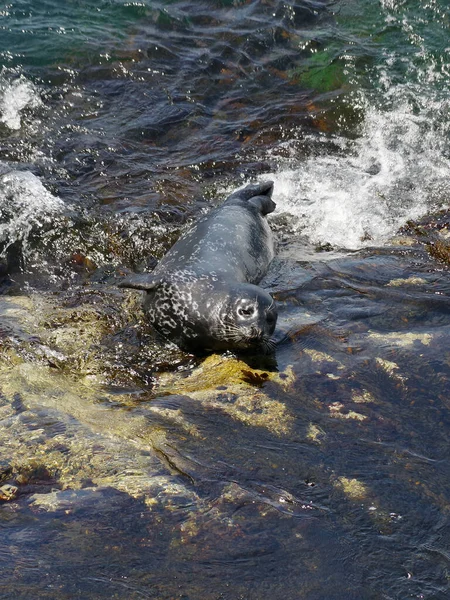 Pacific Ocean Seal Resting Bed Kelp Rock Coast — Stok fotoğraf