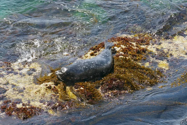 Pacific Ocean Seal Resting Bed Kelp Rock Coast — Stockfoto