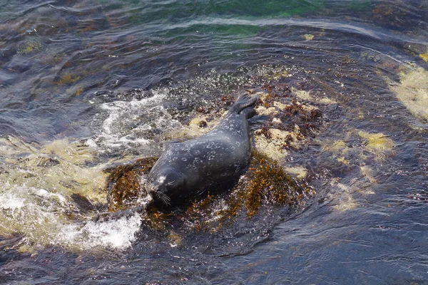 Pacific Ocean Seal Resting Bed Kelp Rock Coast — Stok fotoğraf