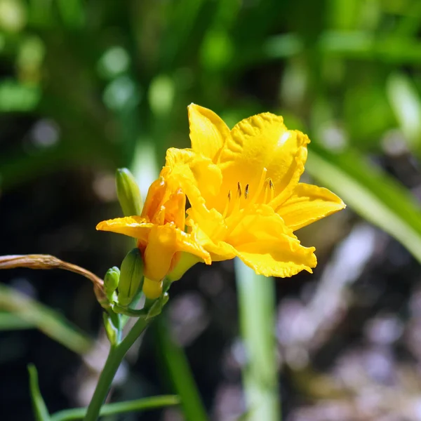 Close View Open Yellow Day Lily Blossom — Stok fotoğraf