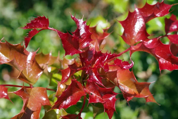 Fresh Red New Growth Spiky Holly Leaves — ストック写真
