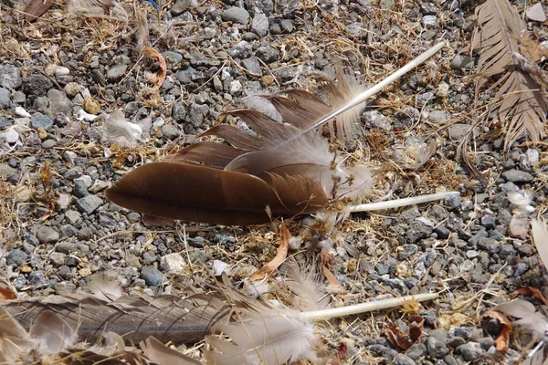 Feathers Canada Goose Ground Lake Shore —  Fotos de Stock