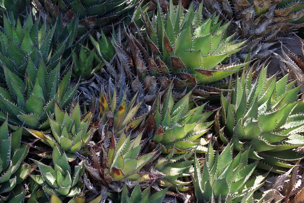 Shaws Agave Succulent Plants Teeth Sharp Spikes Edges Leaves —  Fotos de Stock