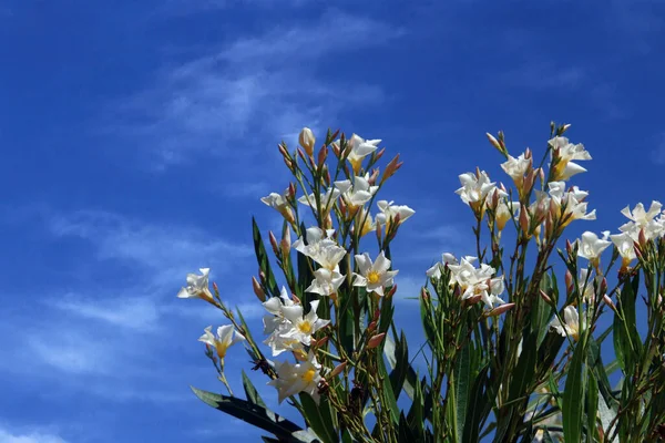 White Oleander Blossoms Blue Sky White Clouds — Foto de Stock