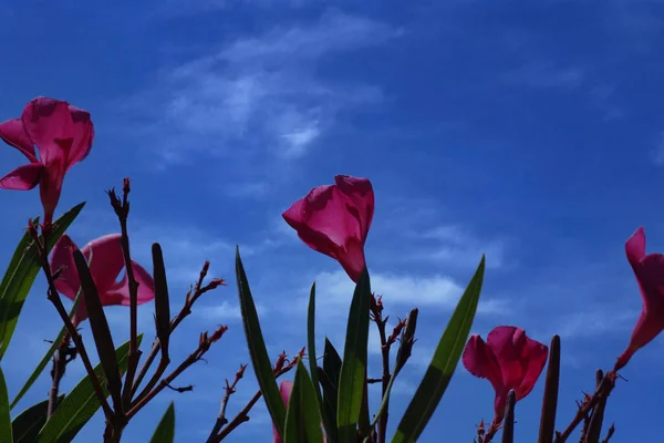 Pink Oleander Blossoms Blue Sky — Stock Photo, Image