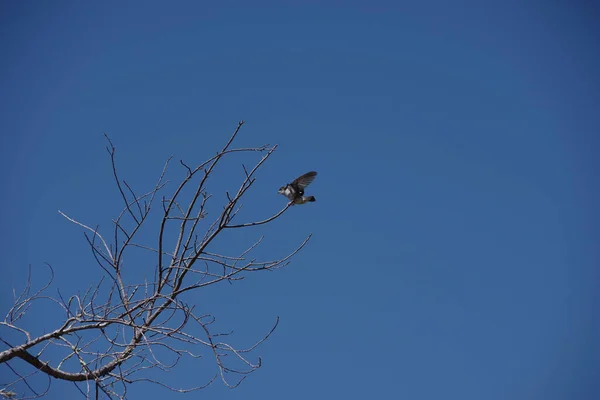 Small Bird Just Landing Bare Tree Twig Blue Sky — Foto Stock