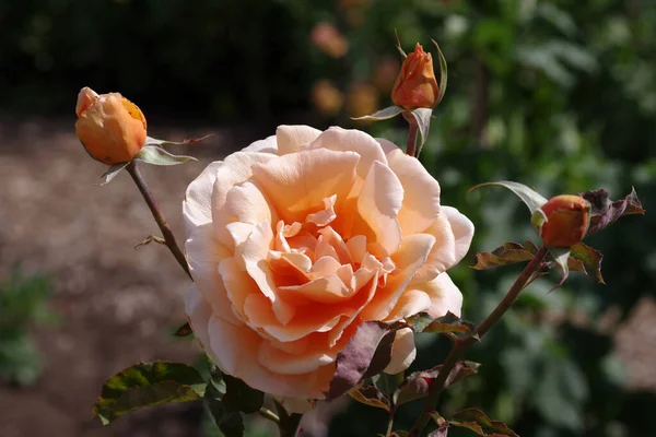 Close View White Pink Orange Rose Blossom Buds — Foto Stock