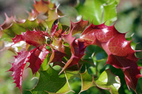 Close Άποψη Του Κόκκινου Νέα Ανάπτυξη Αιχμηρά Φύλλα Holly — Φωτογραφία Αρχείου