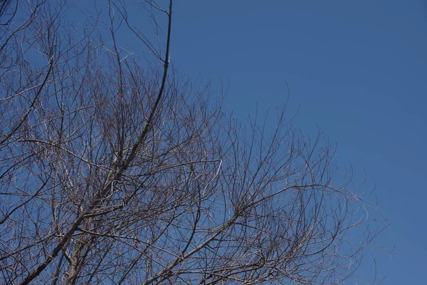 Low Angle View Bare Tree Blue Sky —  Fotos de Stock