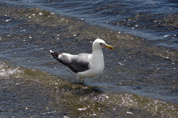A seagull wading in the shallow water of a lake near an ocean bay