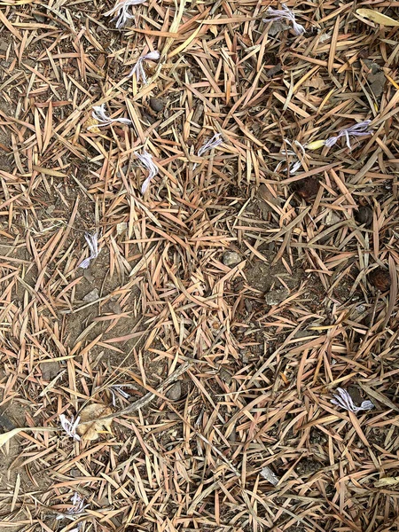 Old leaves and plant parts on the forest ground