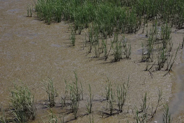 Reed Grass Brackish Water Napa River San Pablo Bay — стоковое фото