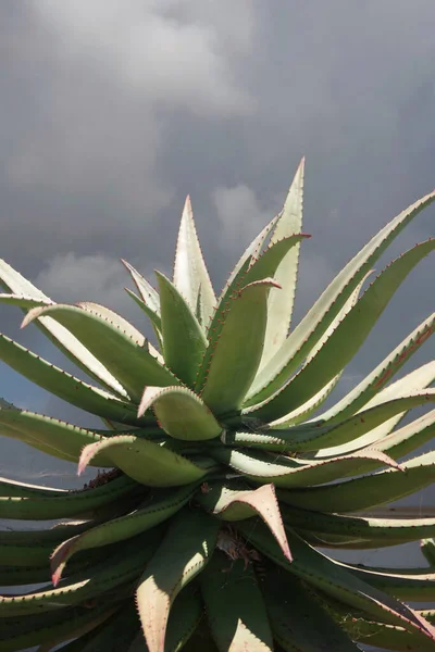 Agave Plant Front Gray Cloud Sky —  Fotos de Stock