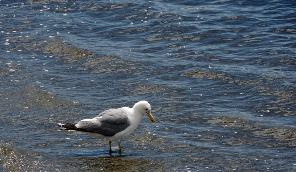 Seagull Wading Shallow Water Lake Ocean Bay — Stock Photo, Image