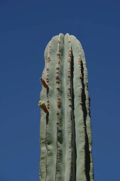 Parte Superior Cactus Alto Inusual Bajo Cielo Azul — Foto de Stock