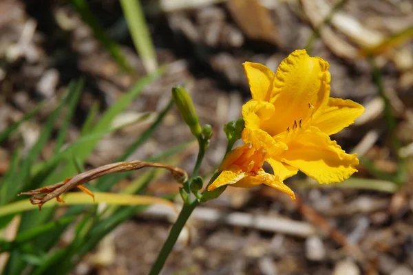 Close View Open Yellow Day Lily Blossom — Stok fotoğraf