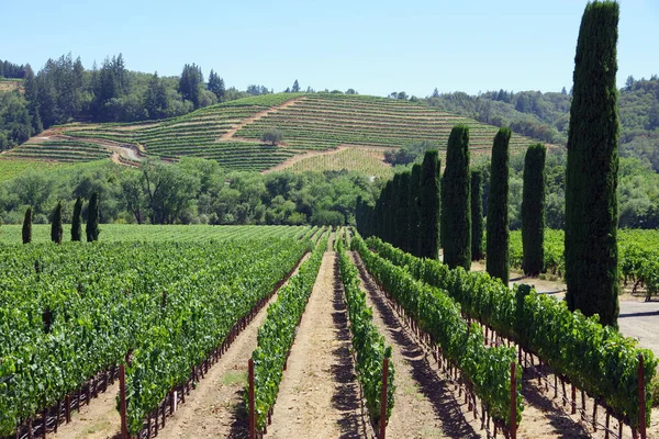California wine country scene with vineyards, hills and trees