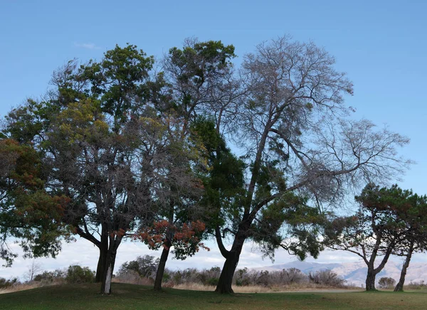 California landscape with trees and trees and hills