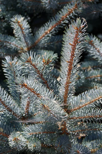 新鮮な成長した小枝と青いトウヒの針 Picea Pungens Tree — ストック写真