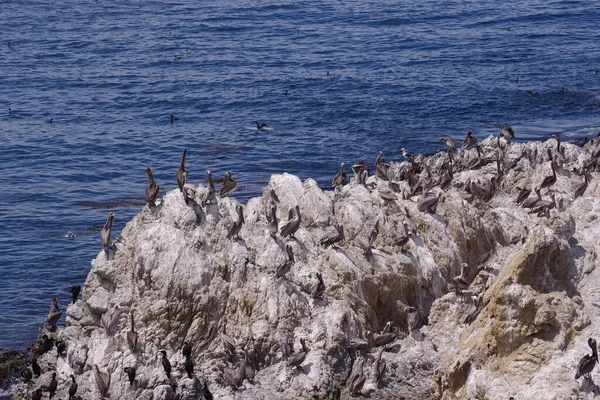 カリフォルニア州ポイント ロボスの太平洋岸の岩の島にはペリカンが住んでいます — ストック写真