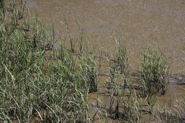 Rietgras Brak Water — Stockfoto