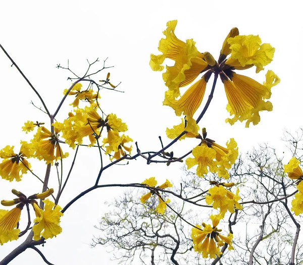 Kvetoucí Guayacan Handroanthus Chrysanthus Golden Bell Tree Jaře Santa Barbara — Stock fotografie