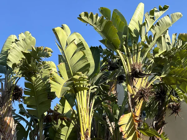 Vue Rapprochée Une Plante Géante Paradis Sous Ciel Bleu — Photo