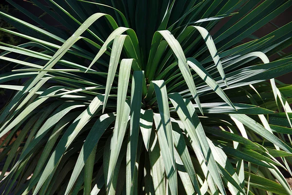 Közelkép Yucca Levelekről — Stock Fotó