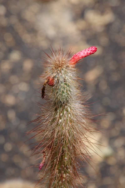 Cleistocactus Kaktusz Felső Része Gyümölccsel Virággal — Stock Fotó