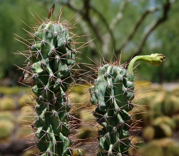 Två Cereus Peruvianus Monstrosus Monstruösa Äpple Kaktusar — Stockfoto