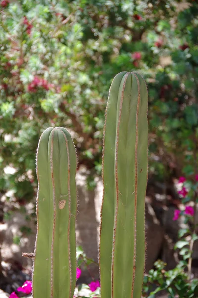 Άποψη Της Κορυφής Δύο Μεξικανικών Fencepost Pachycereus Marginatus Cacti — Φωτογραφία Αρχείου