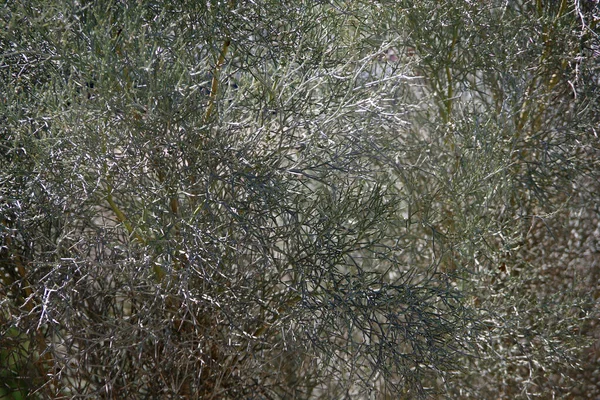 Плотный Рост Зеленых Ветвей Весны Листьев — стоковое фото