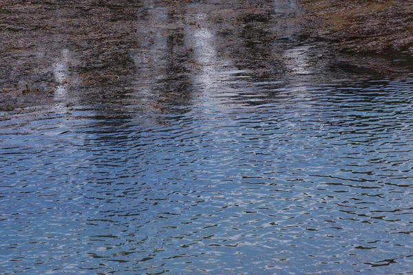 Тихая Вода Между Скалами Тихоокеанского Побережья Калифорнии Пойнт Лобосе — стоковое фото