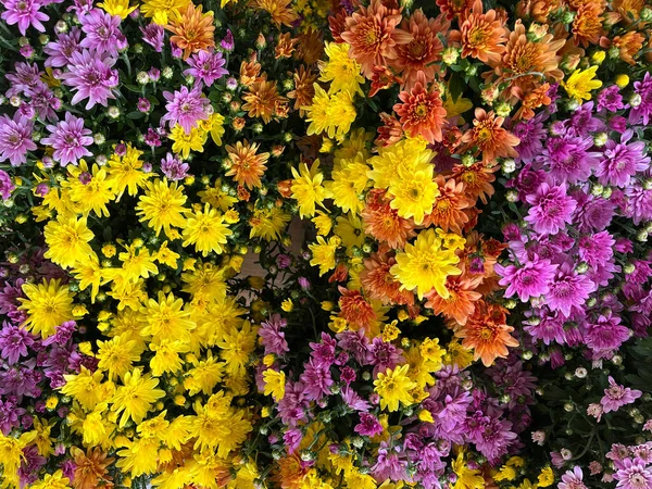 Bunches of colorfull fall flower chrysanthemums