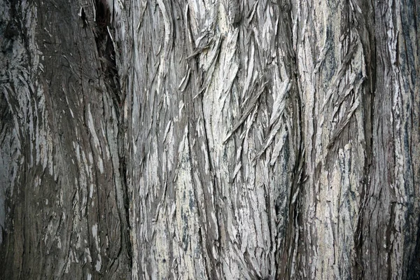 Bark Weathered Dead Coastal Tree — Stock Photo, Image