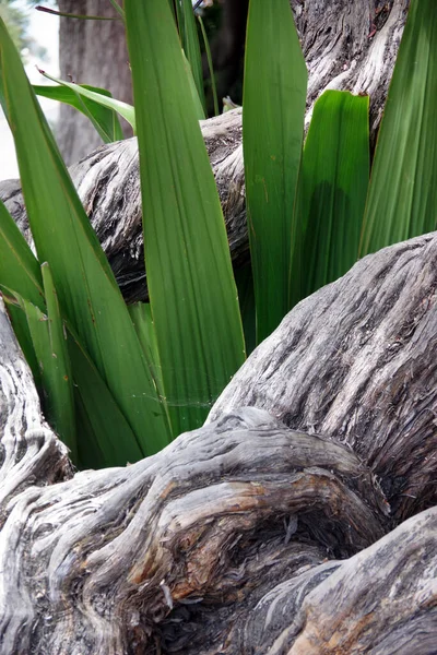 Hojas Palmera Que Crecen Través Viejas Raíces — Foto de Stock