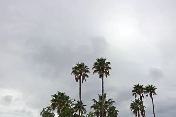 Kalifornijskie Palmy Wentylatora Pod Szarym Niebem Chmury — Zdjęcie stockowe